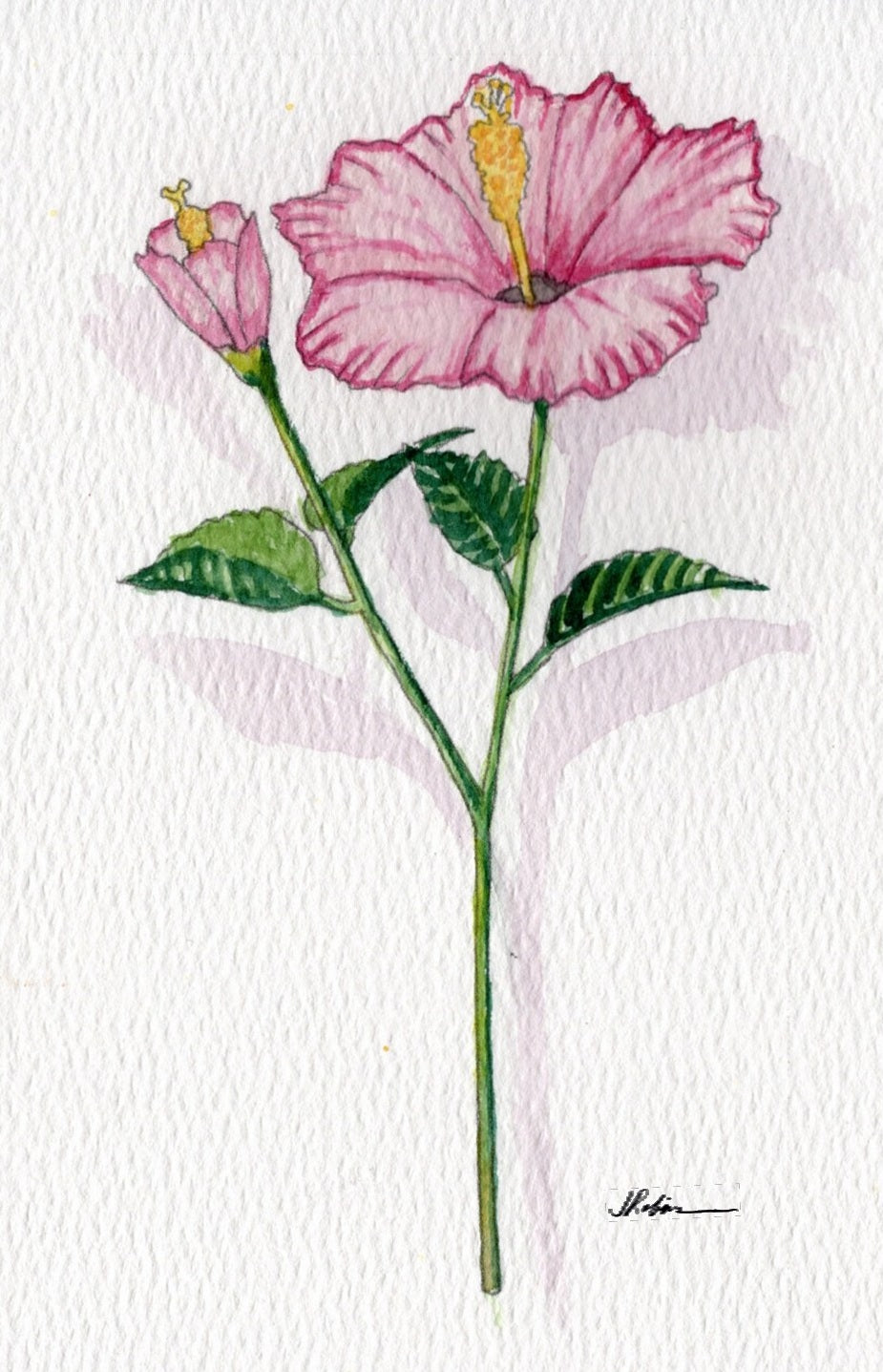 3 Pack 3 Floral 5x7 Templates #2