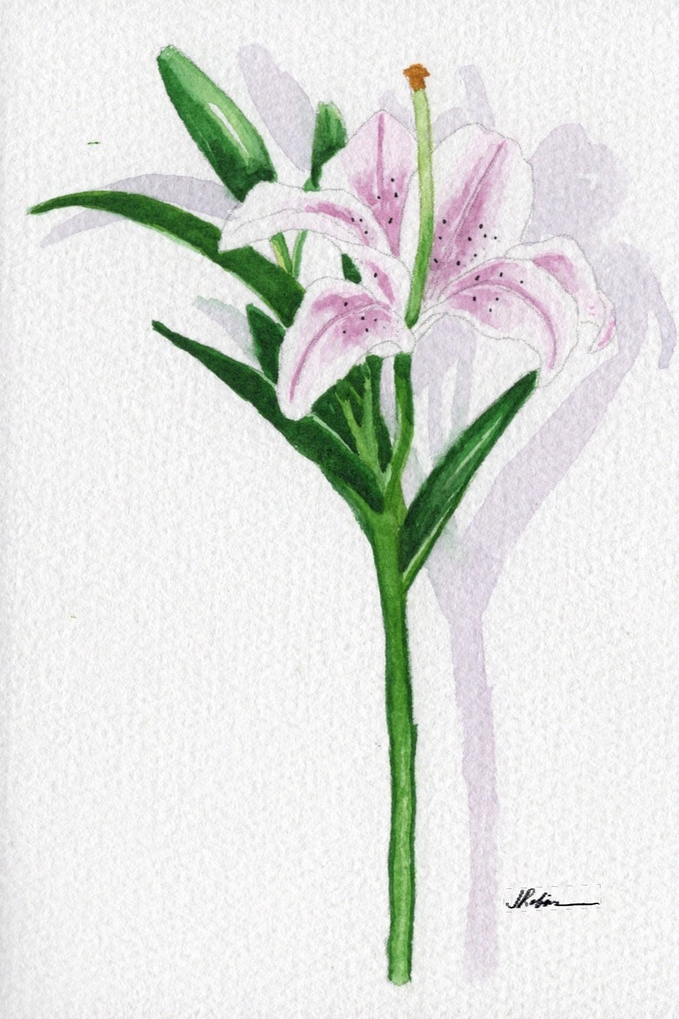 3 Pack 3 Floral 5x7 Templates #3