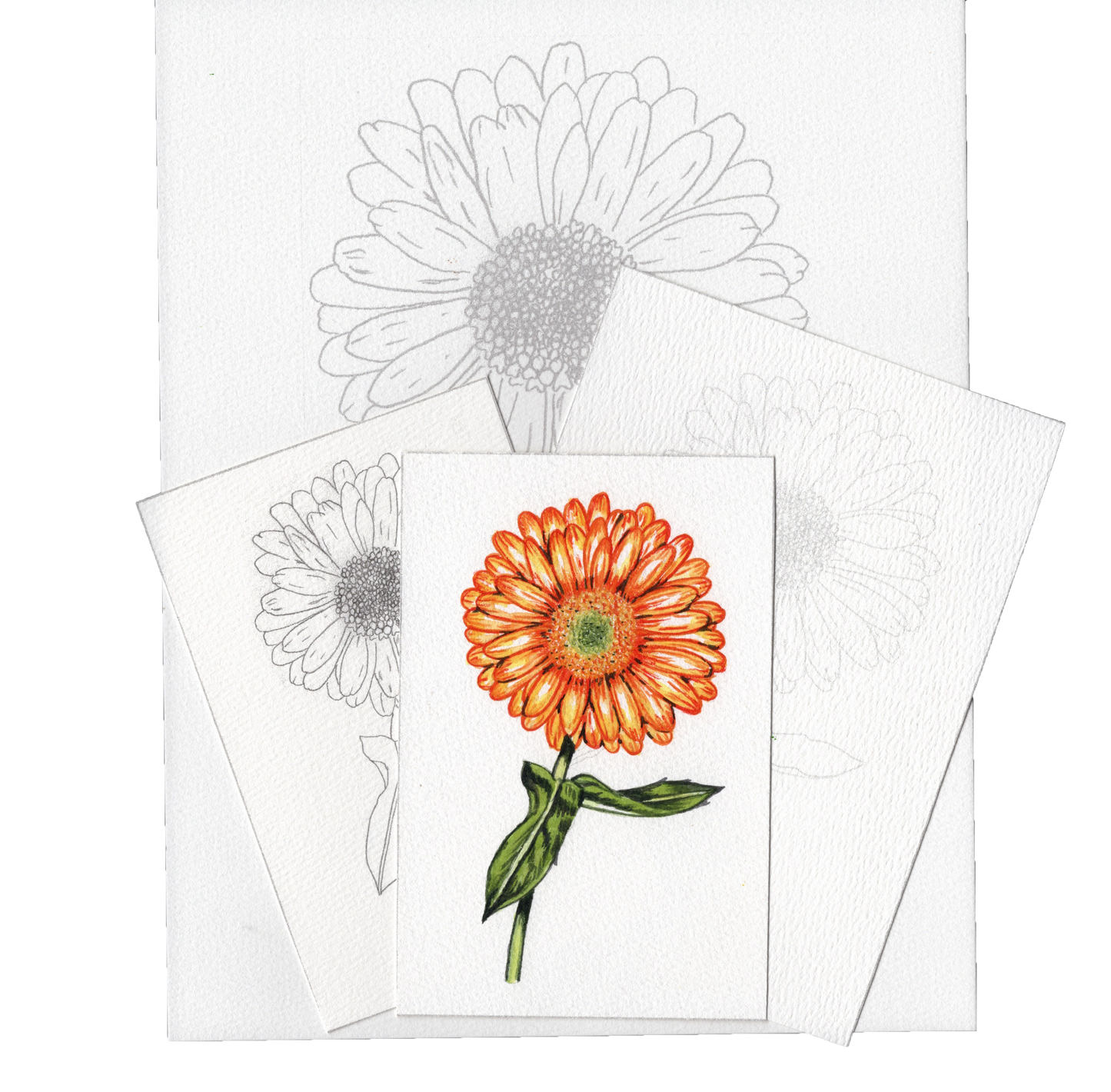 3 Pack Orange Flower Botanical 4x6, 5x7 and 8.5x11 Templates