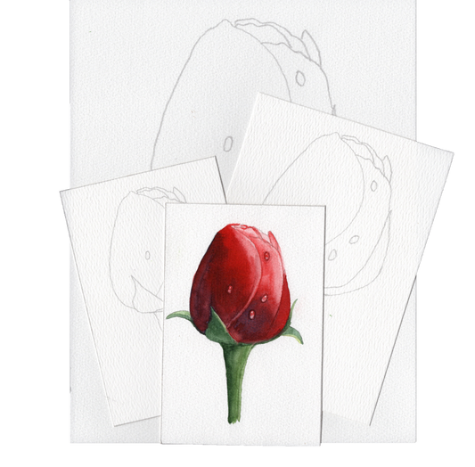 3 Pack Red Rose Buds 4x6, 5x7 and 8.5x11 Templates